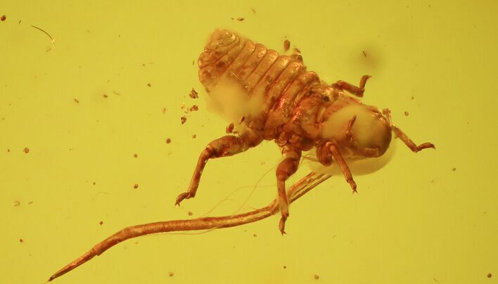 Fossil Plant Louse (Aphid) In Baltic Amber #39101